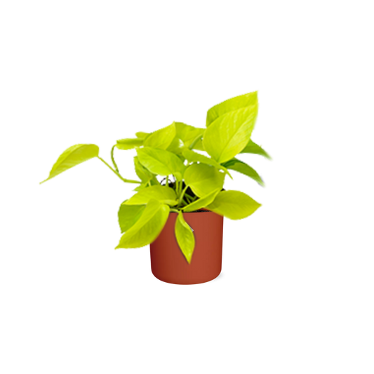 Epipremnum Pinnatum ‘Golden Pothos’ – pflegeleichte Efeutute im ELHO Topf
