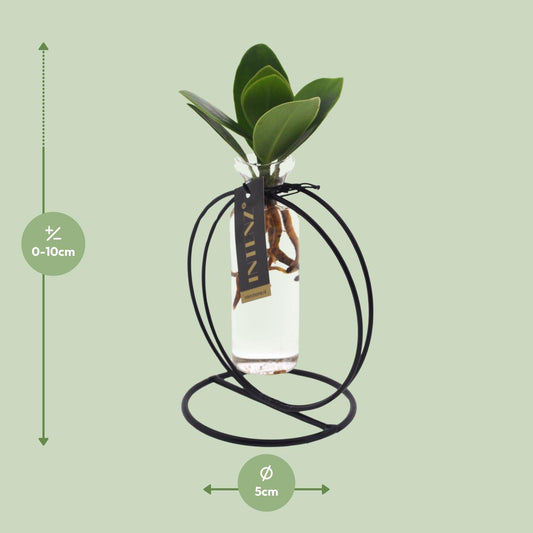 Clusia Hydroponie-Pflanzenmix im Glas Ø10cm