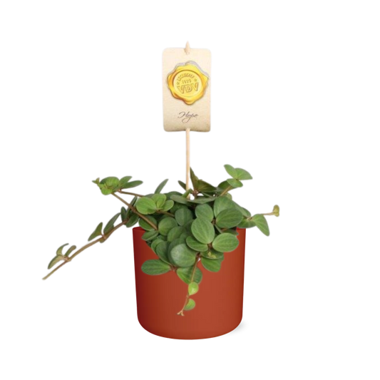 Peperomia ‘Hope’ – Pflegeleichte Zimmerpflanze im ELHO Topf