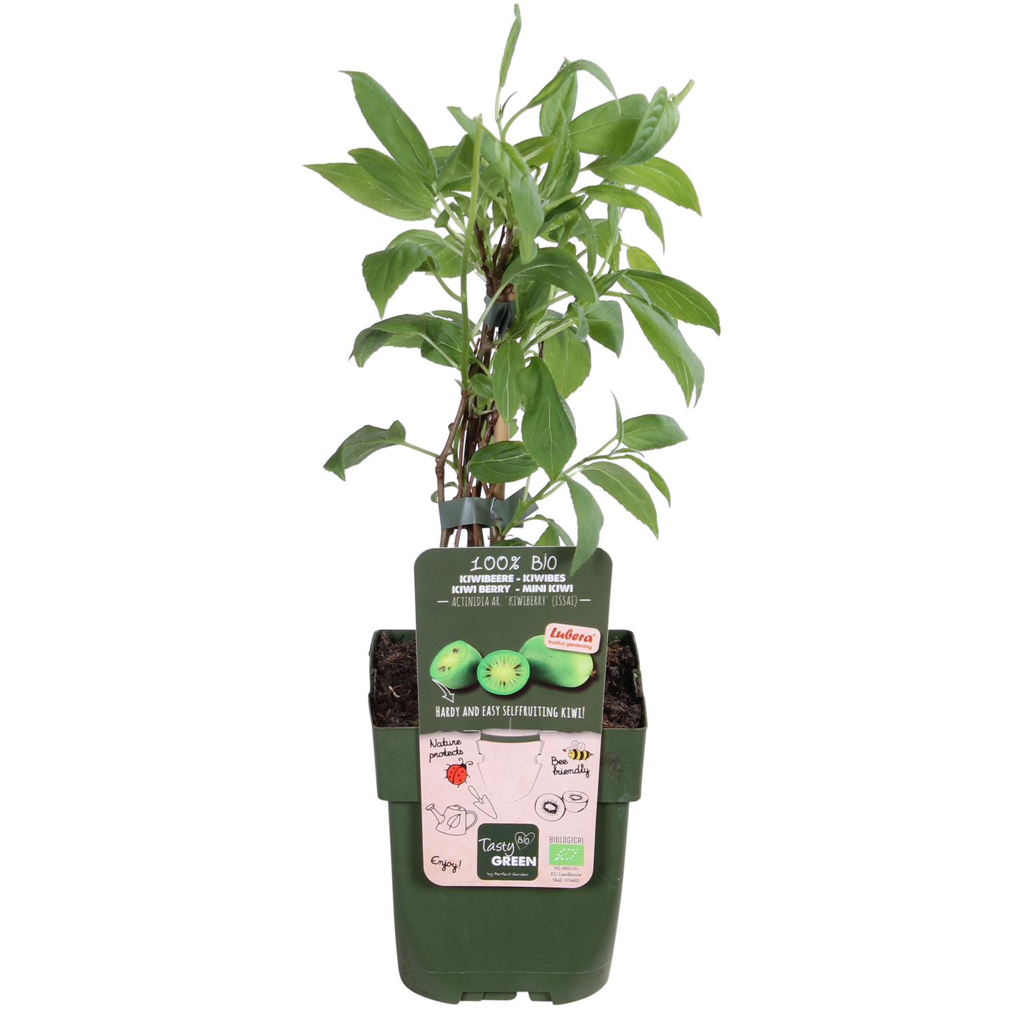 Actinidia arguta 'Issai' – Selbstfruchtende Kiwibes Ø13cm