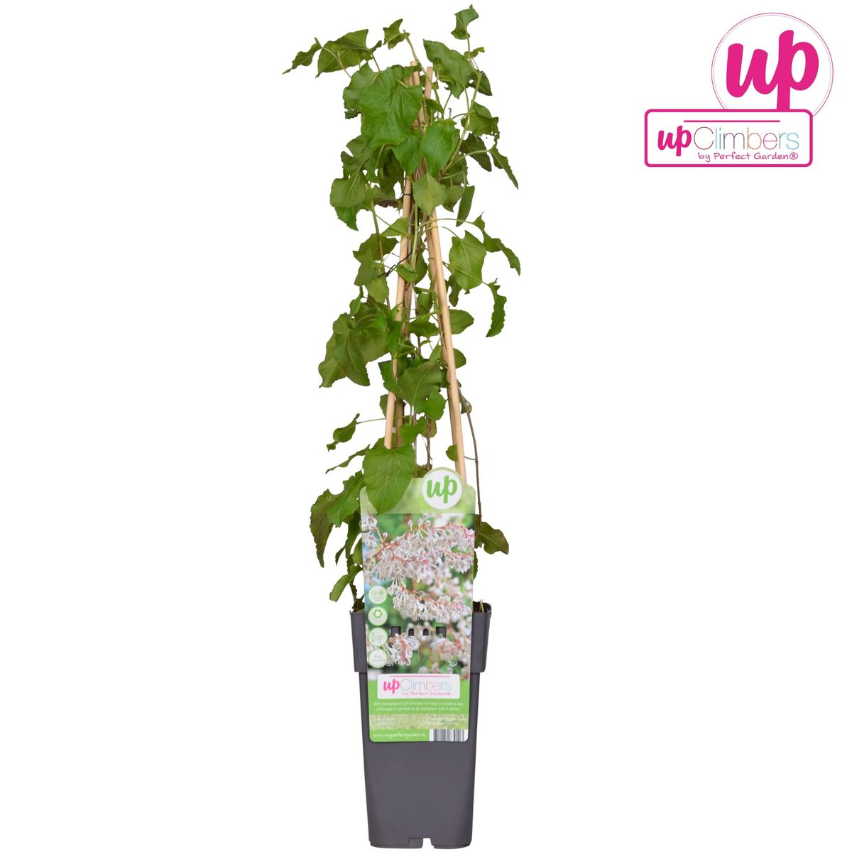 Fallopia baldschuanica – Brautschleier Kletterpflanze Ø15cm, ca. 65cm hoch