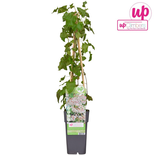 Fallopia baldschuanica – Brautschleier Kletterpflanze Ø15cm, ca. 65cm hoch