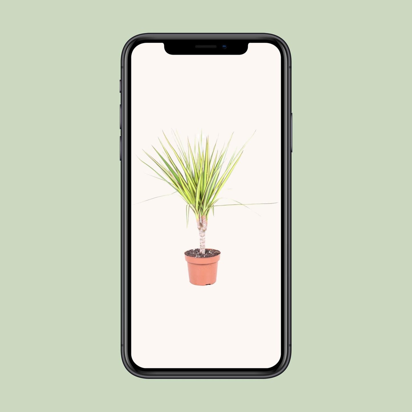 Dracaena Sunray Enkele Stam - Ø12cm - ↕50cm