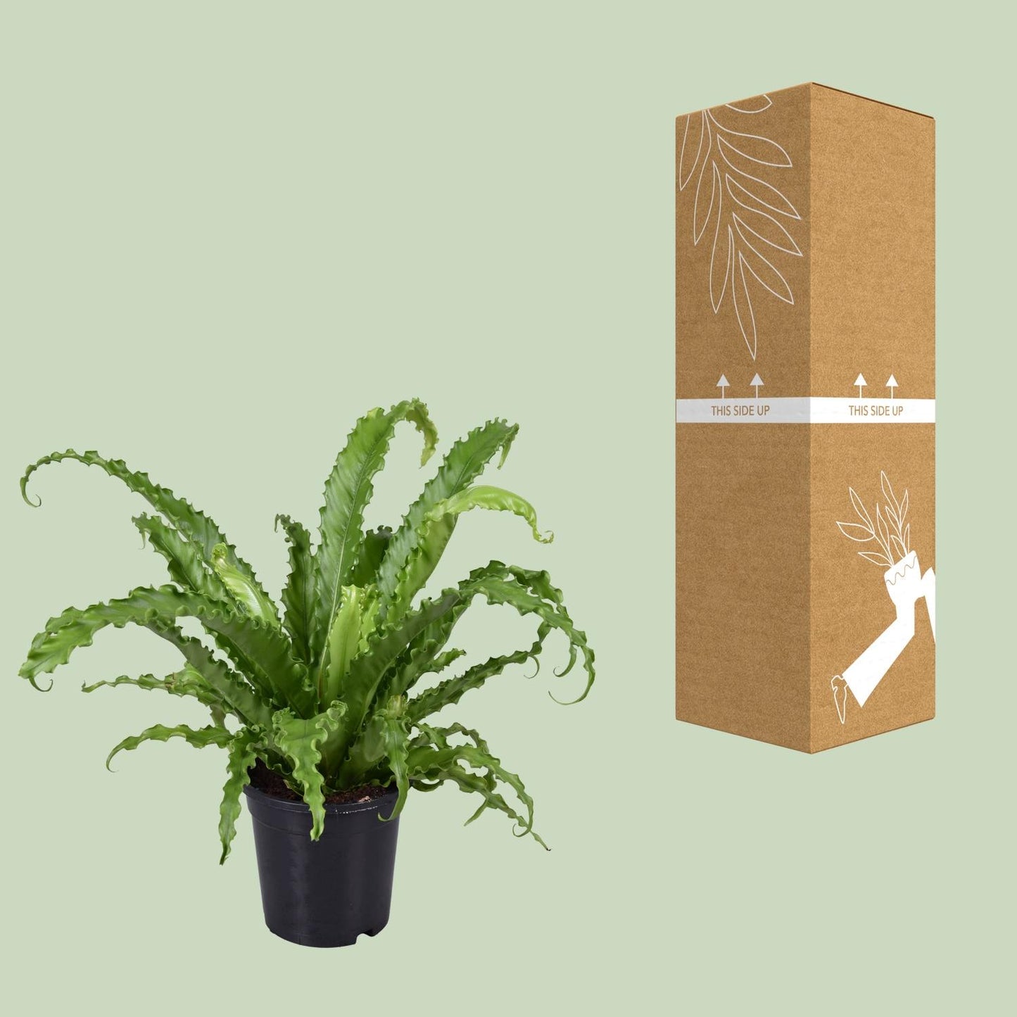 Asplenium Antiquum Osaka – Stilvoller Vogelnest-Farn Ø17cm