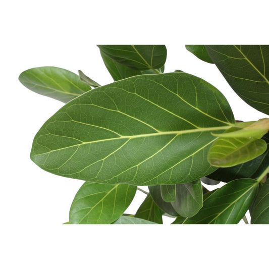 Ficus Benghalensis vertakt – 140 cm, ø 40 cm – pflegeleicht & elegant