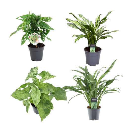 Grüner Mix 4 Pflanzen – Monstera, Aglaonema & Syngonium