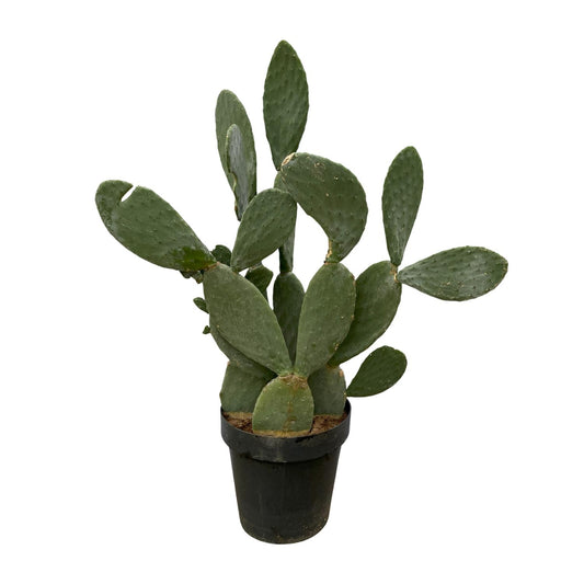 Opuntia Ficus Indica XXL Kaktus – 120 cm, Ø 50 cm