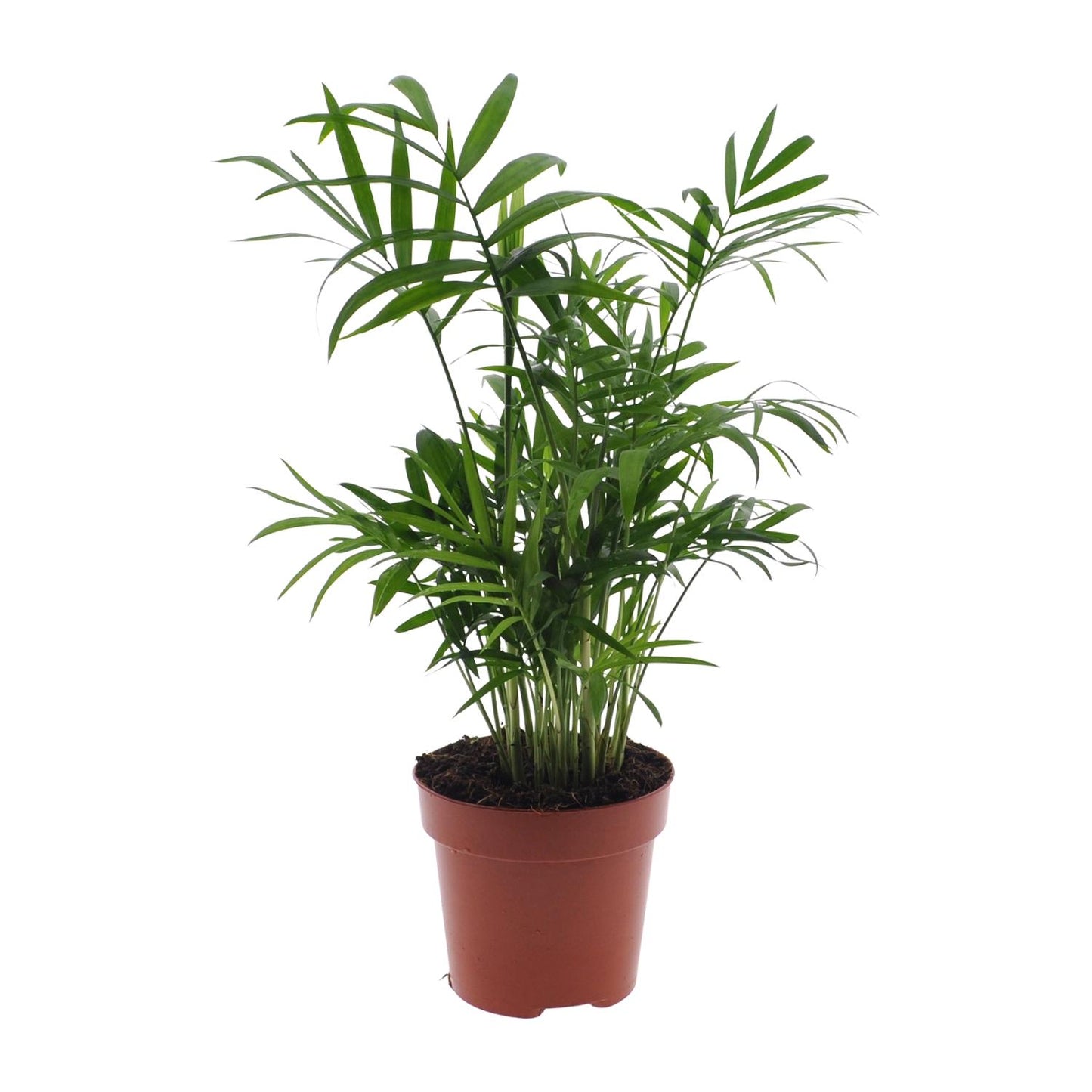 Chamaedorea Elegans - Mexikanische Bergpalme - Ø17cm - ↕55cm - Ø12cm - ↕40cm