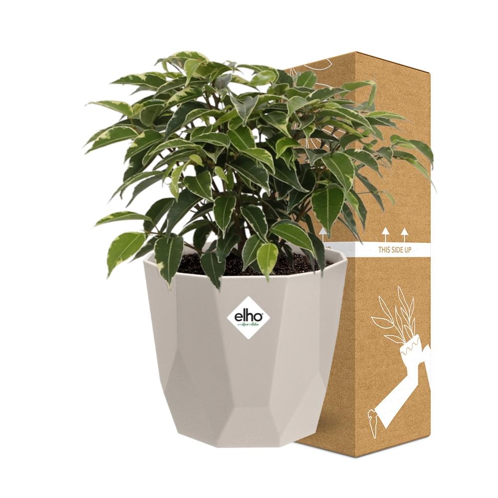 Ficus Benjamina Kinky im ELHO b.for rock Topf 14 cm warm grey