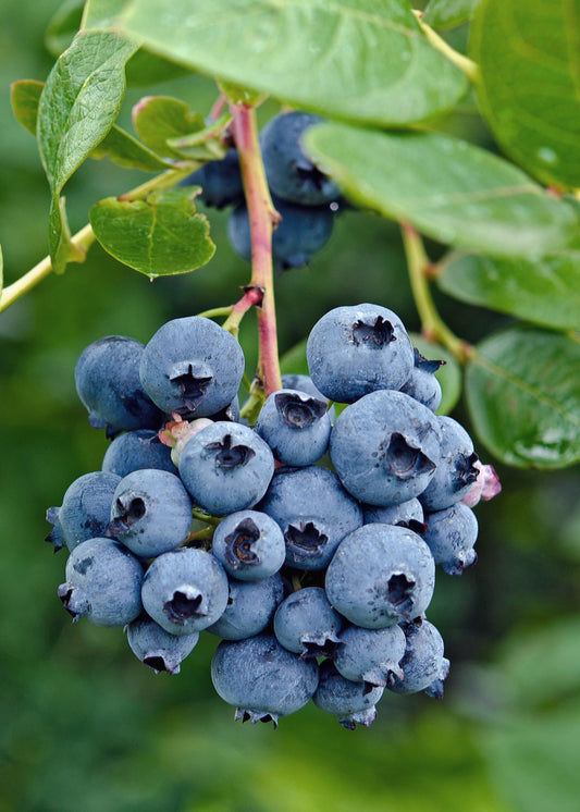 Vaccinium corymbosum 'Reka' - Bio-Blaubeere Ø13cm, 45cm hoch