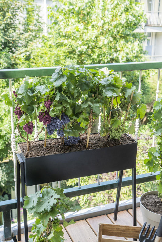 3x Vitis Pixie 'Riesling' - Zwergtraube Ø14cm Topf