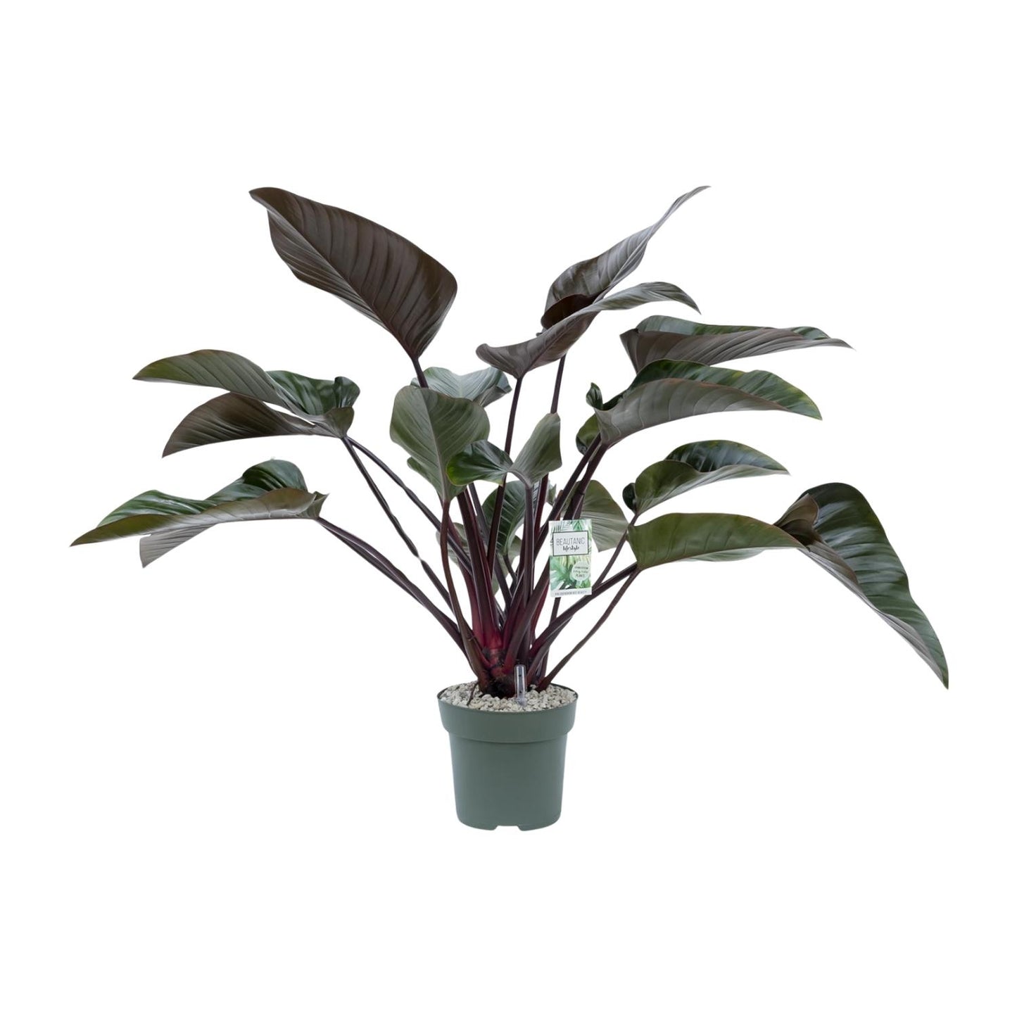 Philodendron Red Beauty – Pflegeleichte XXL-Zimmerpflanze