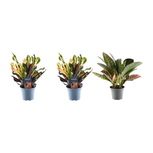 3er-Set Croton Codiaeum Mix – Bunte Blattschmuckpflanzen 30 cm