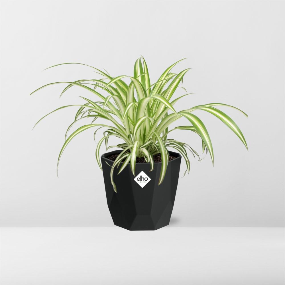 Chlorophytum Comosum Variegatum – Pflegeleichte Grünlilie im 14cm Topf