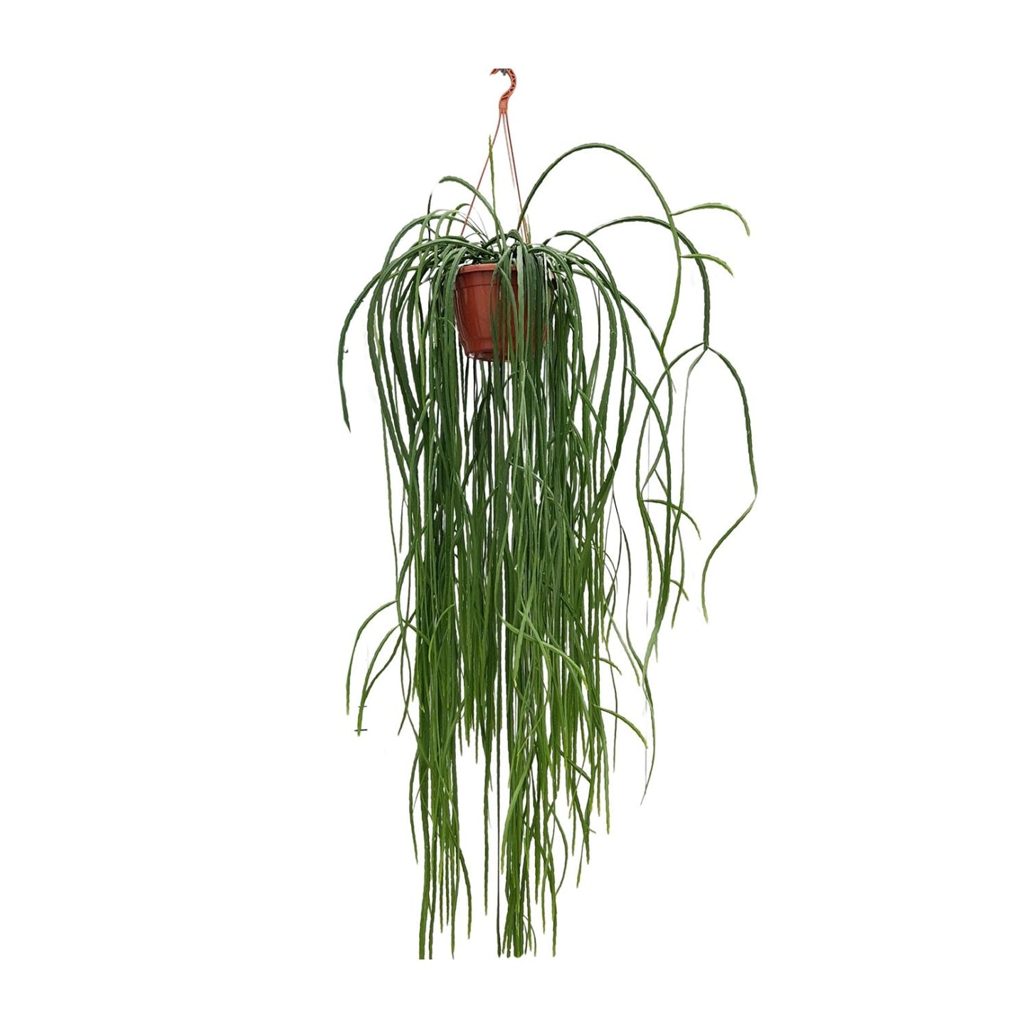 Lepismium Bolivianum – Pflegerleichter Hängekaktus Ø20cm, 70cm hoch