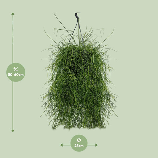 Rhipsalis Cassutha – Pflegeleichter Mistelkaktus Ø25cm