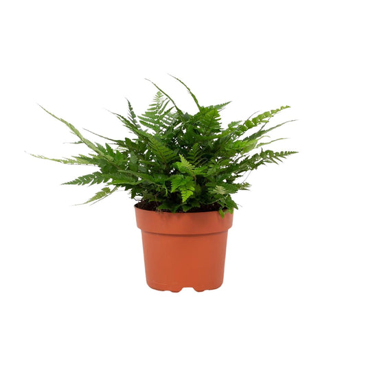 Polystichum Tsussimense Biaristatum – Pflegeleichter Stechfarn Ø12cm