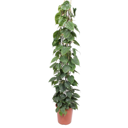 Philodendron Scandens Gaasrek – 160 cm, ø27 cm, pflegeleicht