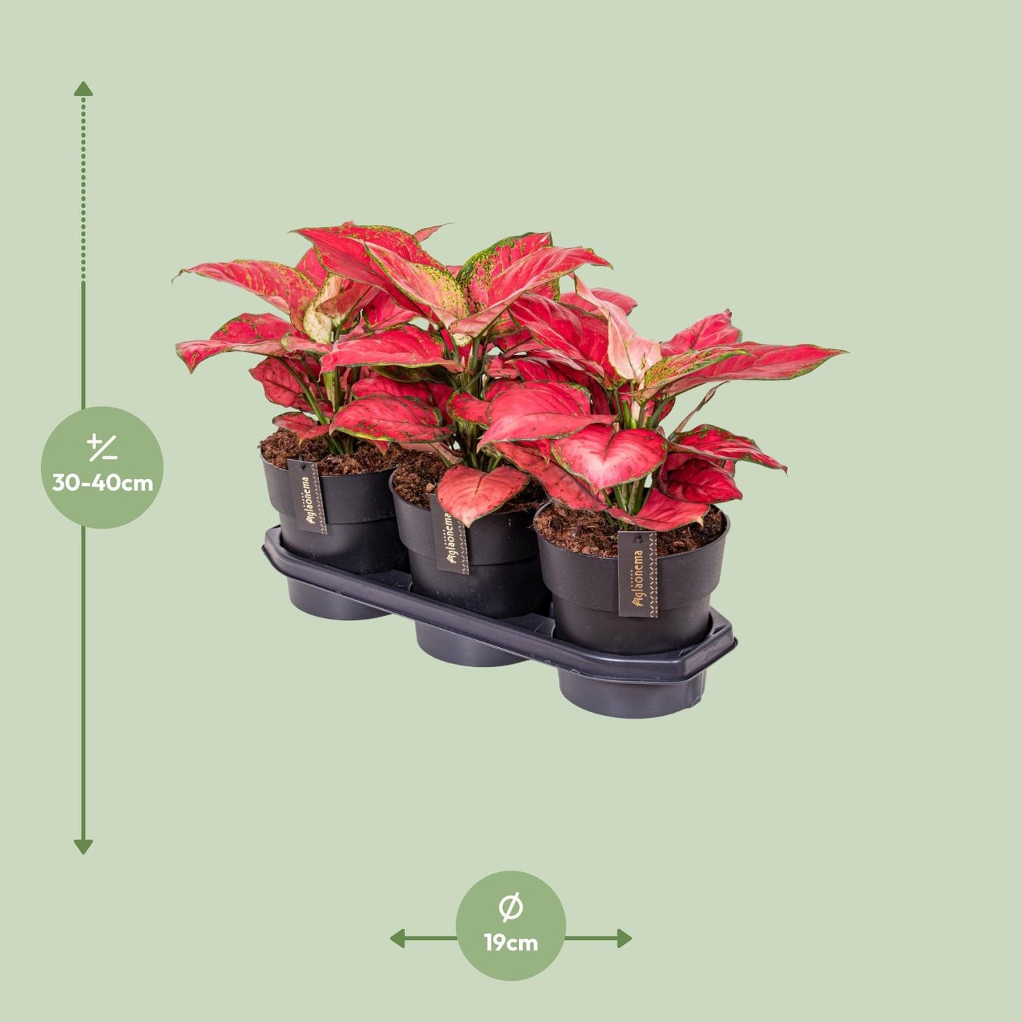 Aglaonema Red Joy – Pflegeleichte Zimmerpflanze Ø19cm
