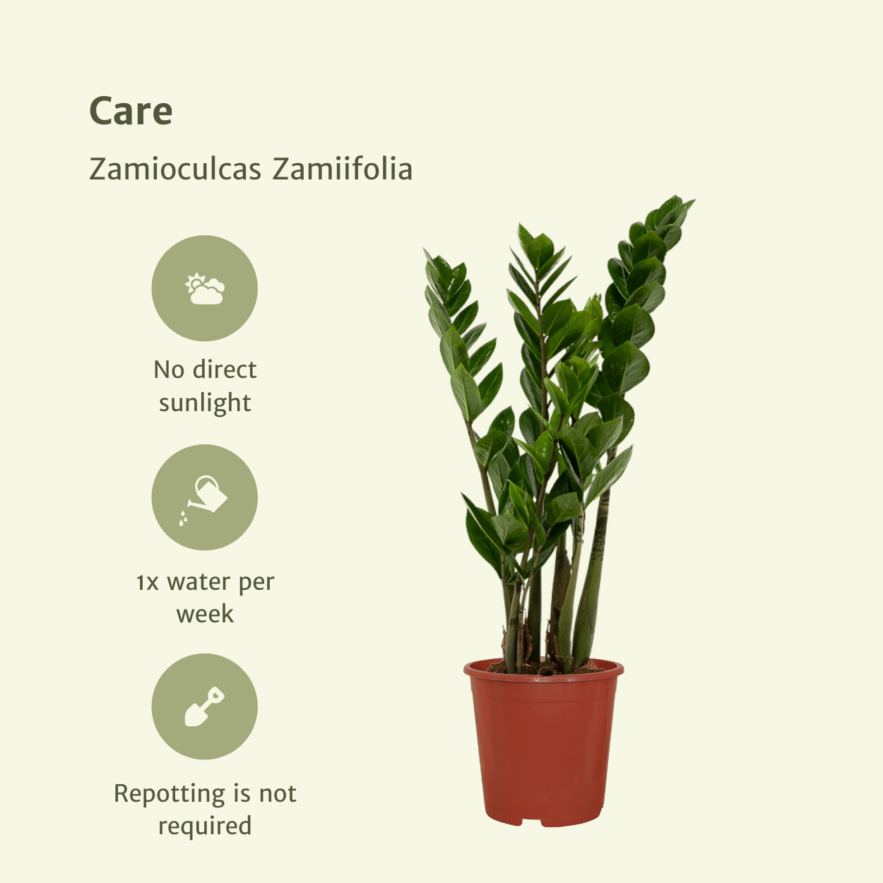 2x Zamioculcas Zamiifolia – Pflegeleichte Smaragdpalme 50 cm