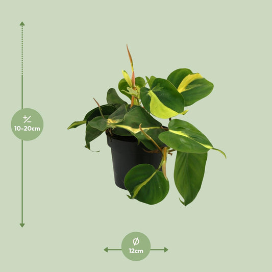 Lophospermum Brasil Scandens – Kompakte Kletterpflanze Ø12cm