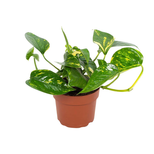 Goldener Efeutute (Epipremnum) 12cm - Pflegeleicht & Luftreinigend