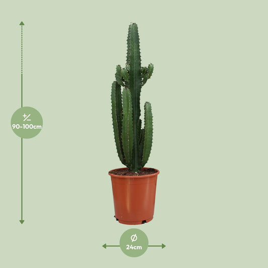 Euphorbia Acrurensis – Moderne, pflegeleichte Zimmerpflanze Ø24cm