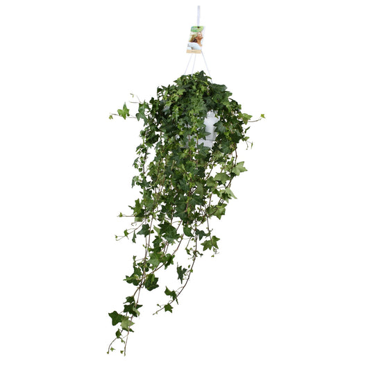 Hedera Helix Pitsburg XXL – Pflegeleichter Efeu Ø17 cm