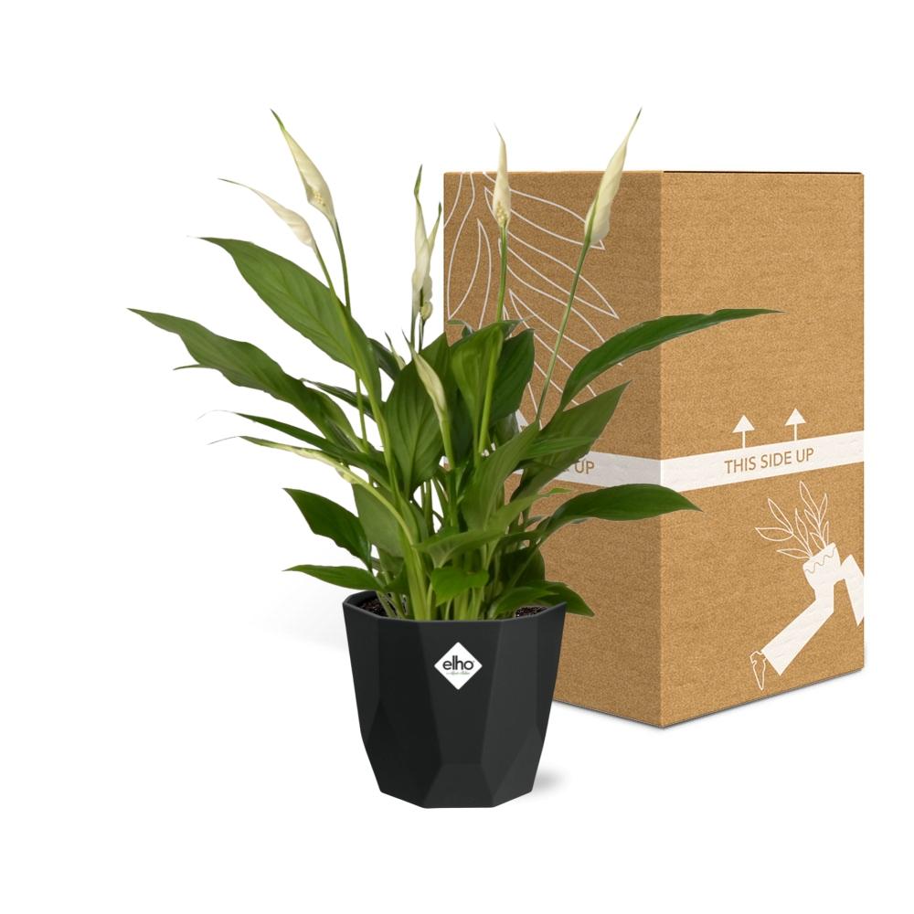 Friedenslilie Spathiphyllum 12 cm im schwarzen Torelli-Topf
