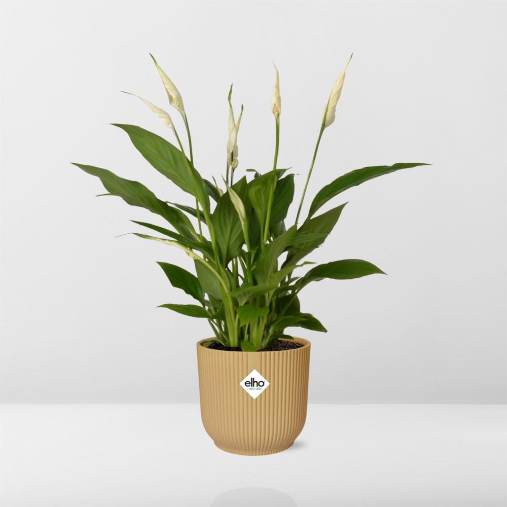 Spathiphyllum Torelli 12 cm im ELHO Vibes Fold Topf Gelb
