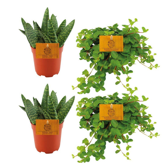Set aus 2x Aloe Paradisicum & 2x Peperomia Rotundifolia Ø10,5cm