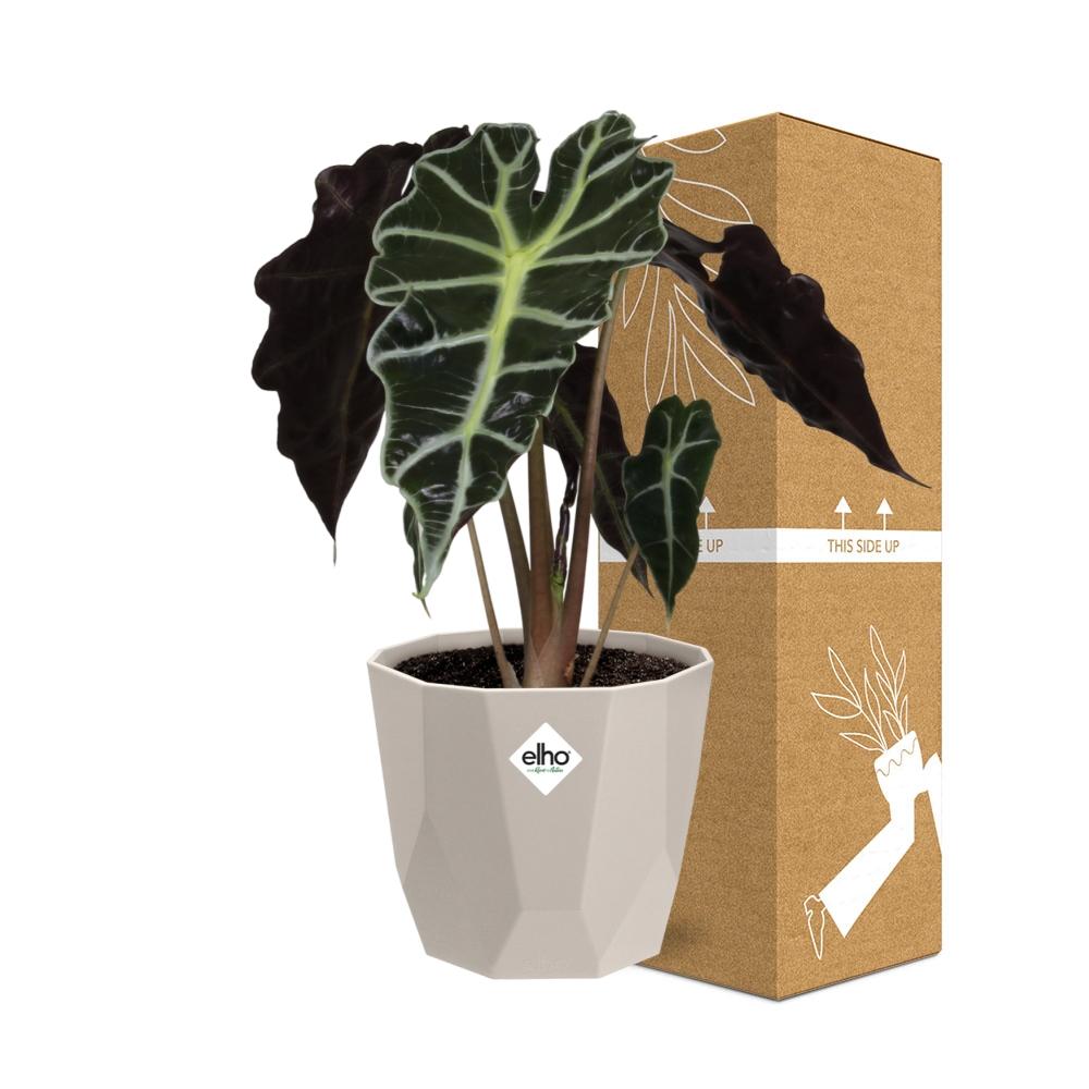 Alocasia ‘Polly’ – Pflegeleichte Elefantenohr-Pflanze im ELHO Topf