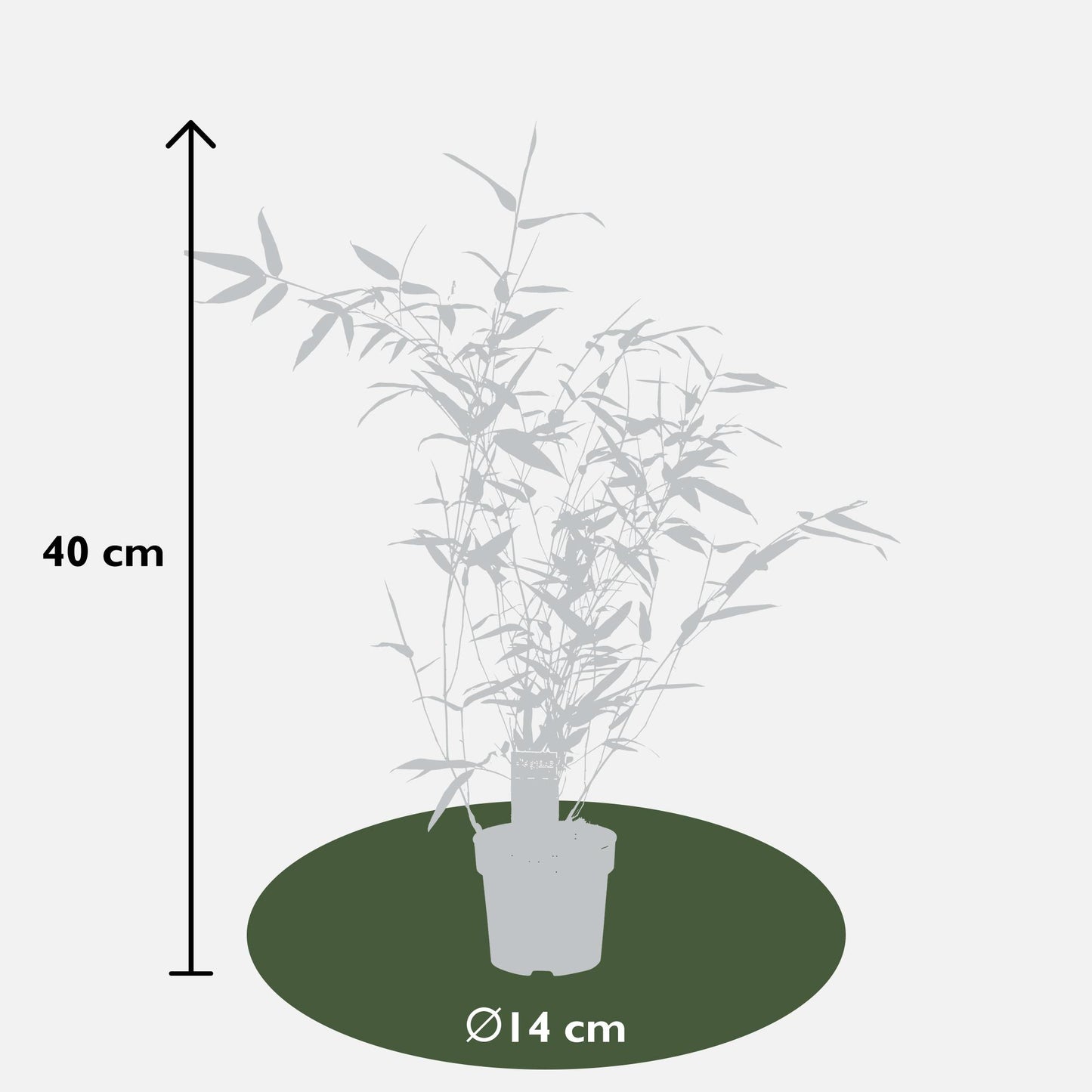 Phyllostachys 'Bissetii' Bambus – Ø14cm Topf, ca. 40cm hoch