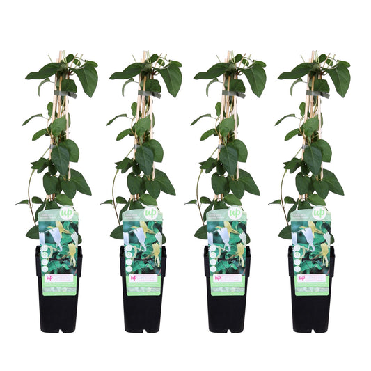 4x Lonicera japonica 'Halliana' - Weißes Geißblatt Ø15cm, 65cm hoch