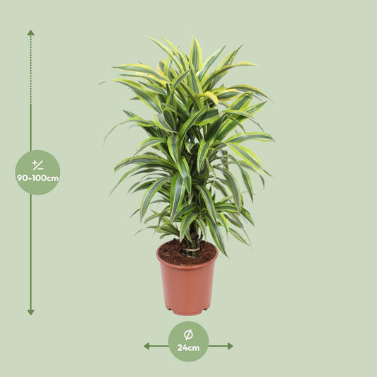 Dracaena Fragrans Deremensis Lemon Lime – Ø24cm, 100cm hoch