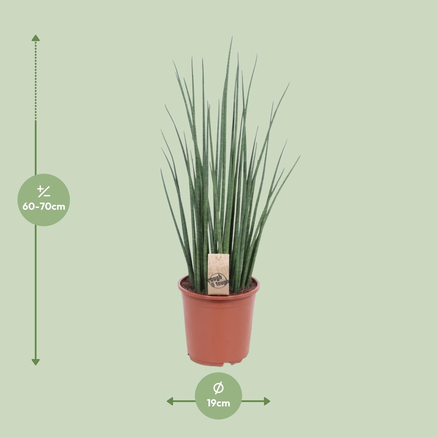 Sansevieria Mikado – Pflegeleichte Schwiegermutterzunge Ø19cm