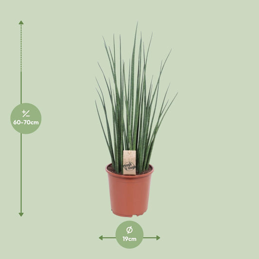 Sansevieria Mikado – Pflegeleichte Schwiegermutterzunge Ø19cm