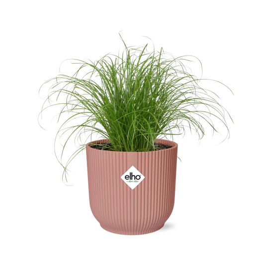 Cyperus Alternifolius Zumula in ELHO Vibes Fold 14cm rosa
