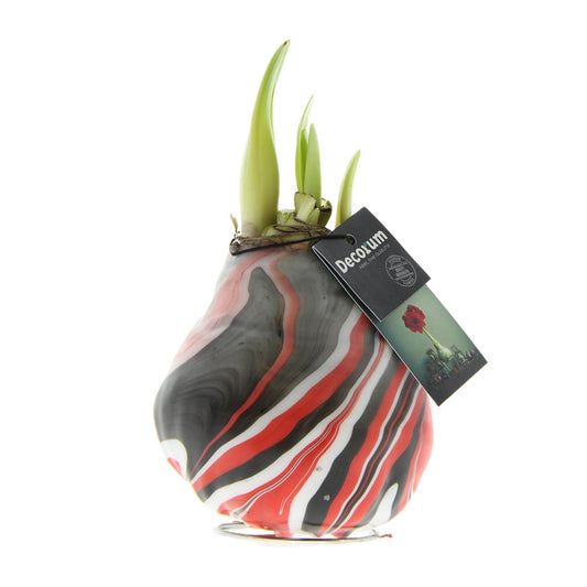 Amaryllis (Hippeastrum) im 7 cm Topf – Pflegeleicht & Elegant