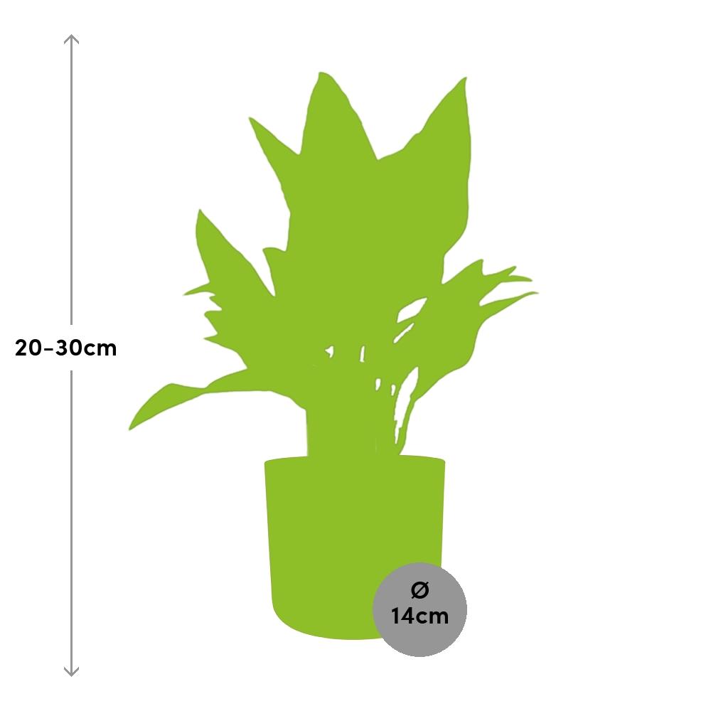 Aglaonema Maria – Pflegeleichte Design-Zimmerpflanze 14cm