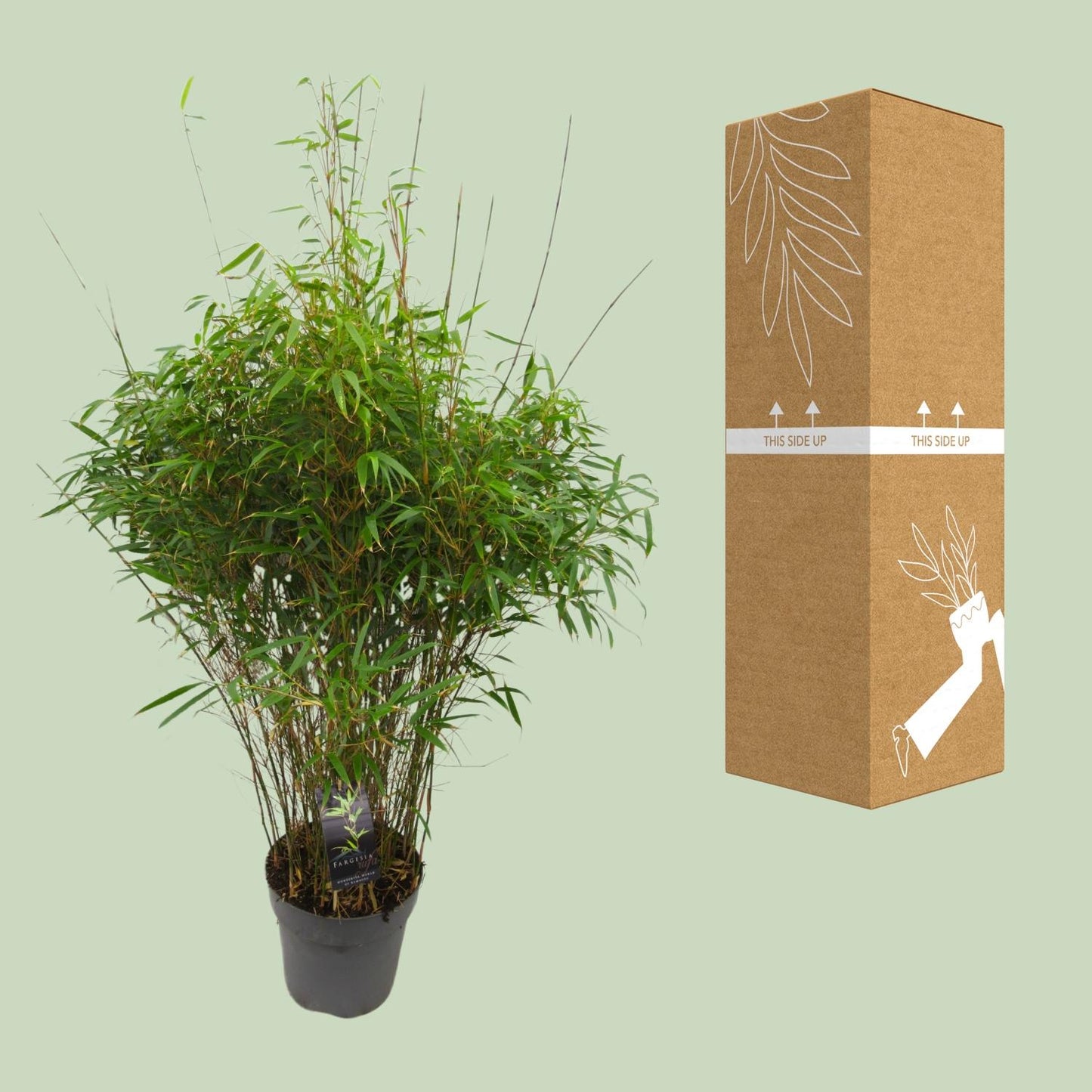 Fargesia 'rufa' – Winterharter Drachenkopfbambus Ø27cm, 90cm hoch