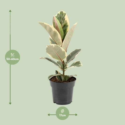 Ficus Elastica Tineke – Pflegeleichte Zimmerpflanze Ø17cm