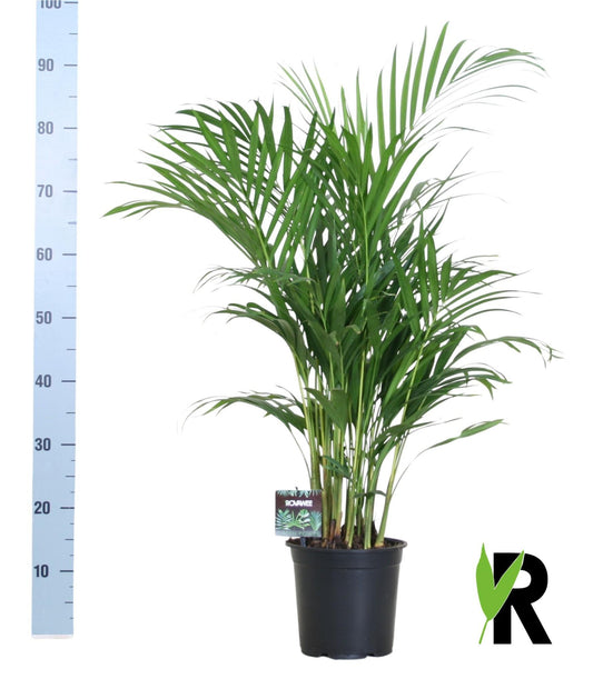 Dypsis Lutescens Bambuspalme 100 cm Ø19 cm