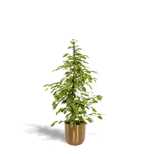 Ficus benjamina Goldenking – Pflegeleichter Blickfang Ø21cm