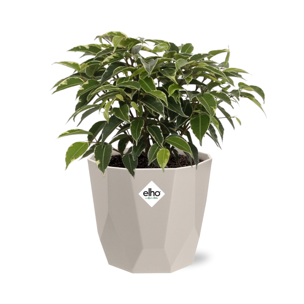 Ficus Benjamina Kinky im ELHO b.for rock Topf 14 cm warm grey