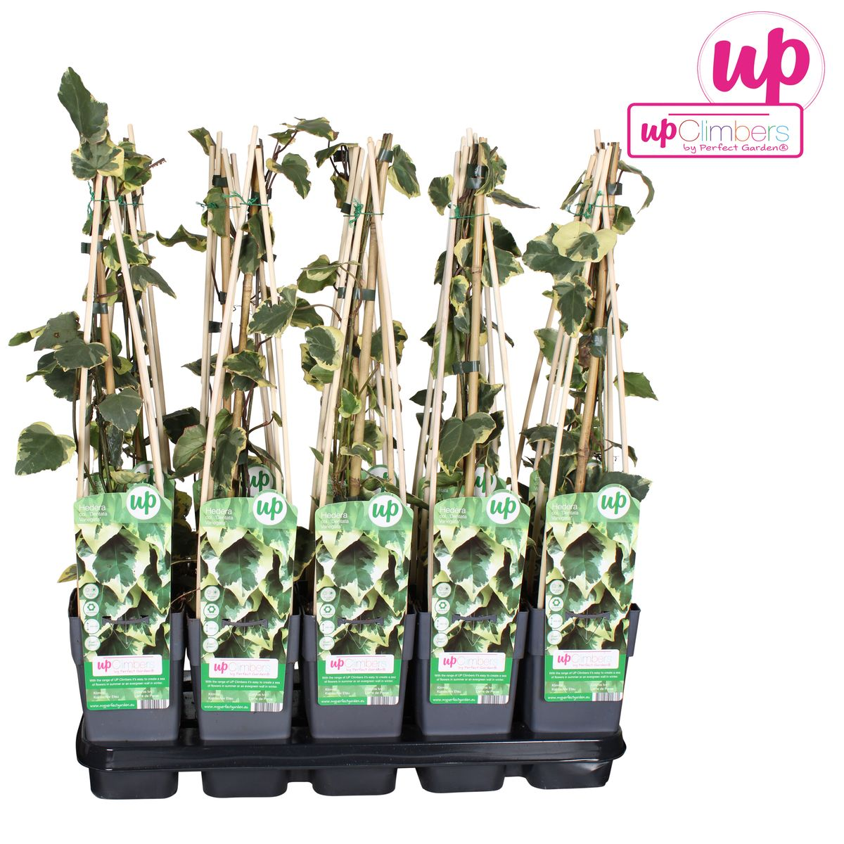 Hedera colchica 'Dentata Variegata' – pflegeleichte Efeutute Ø15cm
