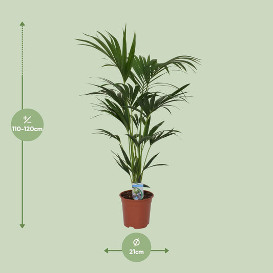Howea Forsteriana (Kentia-Palme) Ø21cm, 120cm hoch