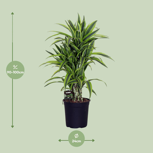 Dracaena Fragrans Lemon Lime – Pflegeleichter Drachenbaum Ø24cm