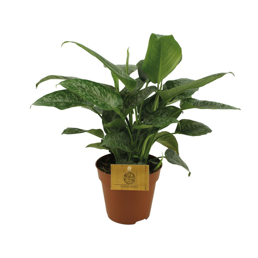 Schismatoglottis Scortechinii – Pflegeleichte Zimmerpflanze Ø12 cm
