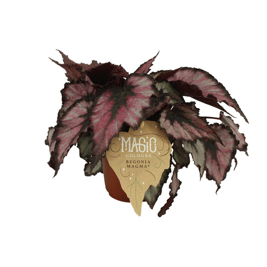 Begonia Rex Magma – Bunte, pflegeleichte Zimmerpflanze Ø12 cm